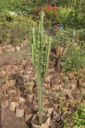 Photo for Euphorbia trigona plant on farm for sell are cash crops. This species has a milky sap that is used in traditional medicine to treat various ailments, such as wounds, ulcers, warts, and burns - Royalty Free Image