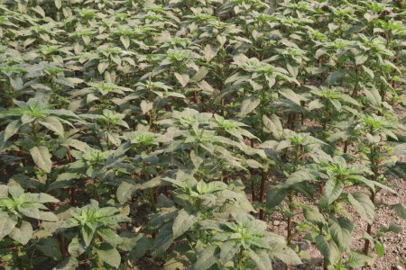 green amaranth plant on farm for harvest are cash crops