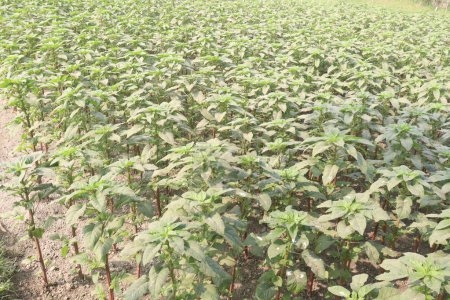 green amaranth plant on farm for harvest are cash crops