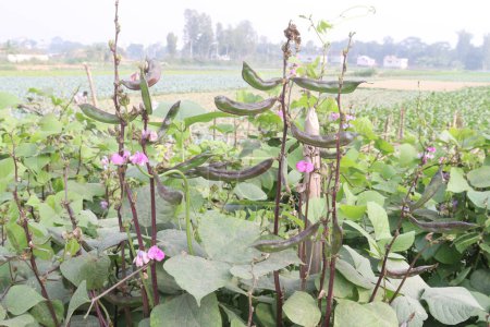 Hyacinth Frijoles planta en la granja para la cosecha son cultivos comerciales. contienen vitamina D, calcio, fósforo que es esencial para mantener la salud ósea, ya que apoyan la densidad mineral maxilar, esmalte dental