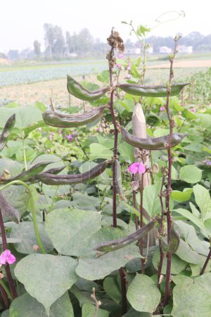 Hyacinth Frijoles planta en la granja para la cosecha son cultivos comerciales. contienen vitamina D, calcio, fósforo que es esencial para mantener la salud ósea, ya que apoyan la densidad mineral maxilar, esmalte dental