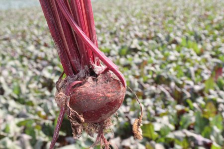 Beetroot plant on farm for harvest are cash crops.it's juice help heart and lungs work better during exercise. Nitric oxide from beets increase blood flow to your muscles.helps cells grow and function