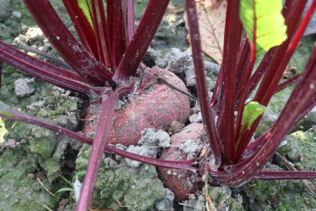 Beetroot plant on farm for harvest are cash crops.it's juice help heart and lungs work better during exercise. Nitric oxide from beets increase blood flow to your muscles.helps cells grow and function
