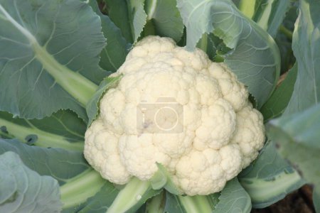 cauliflower on farm for harvest are cash crops. have nutrition, vitamins C, vitamins K, folate, cell growth, essential during pregnancy. is fat free and cholesterol free