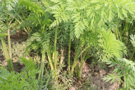carrot farm for harvest are cash crops. herbaceous, edible taproot. Among common varieties root shapes range from globular to long, with lower ends blunt to pointed. Besides the orange-coloured roots,