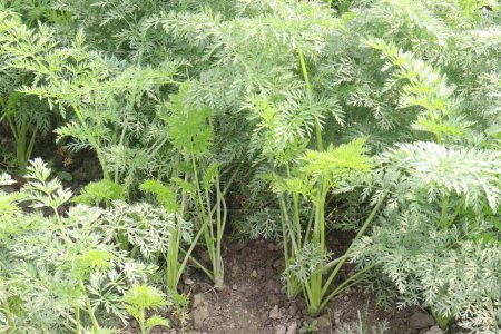 carrot farm for harvest are cash crops. herbaceous, edible taproot. Among common varieties root shapes range from globular to long, with lower ends blunt to pointed. Besides the orange-coloured roots,
