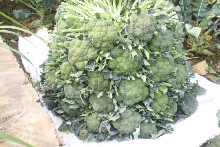 Broccoli on farm for harvest are cash crops. Reducing the risk of cancer. have antioxidants, Vitamin C, antioxidant. Boosting immune. Improving skin health. Reducing the risk of diabetes