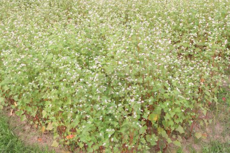 Buckwheat plant on farm for harvest are cash crops. have fatty acids. treat heart diseases, cancer, inflammation, and diabetes