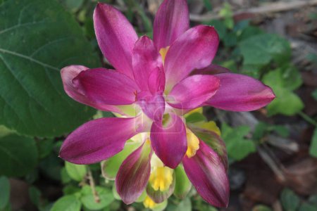 Curcuma australasica, Cape York lily, the native turmeric, wild turmeric, on jungle. is a rhizomatous herbaceous perennial plant of the Zingiberaceae or ginger family