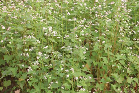 Buckwheat plant on farm for harvest are cash crops. have fatty acids. treat heart diseases, cancer, inflammation, and diabetes