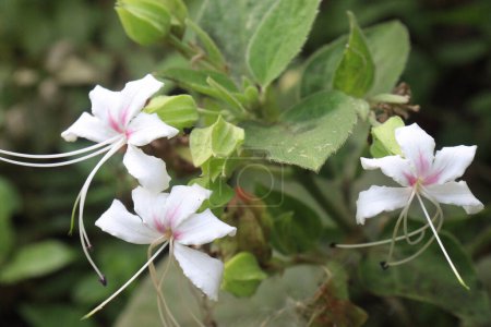 Clerodendrum infortunatum flower plant on jungle. can used in convulsions, cramps, sores, ulcers, gravel, infortunatum, possess analgesic, scavenging, anticonvulsant, antihyperglycemic, antimicrobial