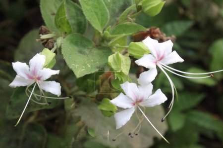 Clerodendrum infortunatum flower plant on jungle. can used in convulsions, cramps, sores, ulcers, gravel, infortunatum, possess analgesic, scavenging, anticonvulsant, antihyperglycemic, antimicrobial