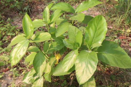 Ficus hispida sur un arbre dans la jungle. utilisé dans le traitement de la diarrhée, ulcère, anémie, diabète, inflammation et cancer