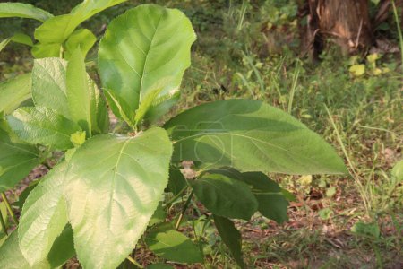 Ficus hispida sur un arbre dans la jungle. utilisé dans le traitement de la diarrhée, ulcère, anémie, diabète, inflammation et cancer