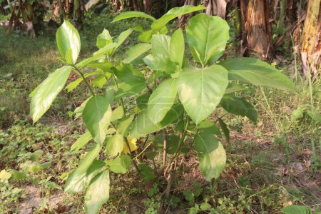 Ficus hispida en el árbol en la selva. utilizado en el tratamiento de la diarrea, úlcera, anemia, diabetes, inflamación y cáncer