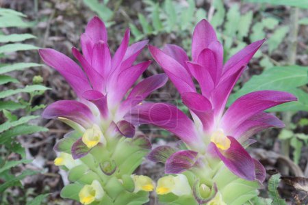 Curcuma australasica, Cape York lily, the native turmeric, wild turmeric, on jungle. is a rhizomatous herbaceous perennial plant of the Zingiberaceae or ginger family