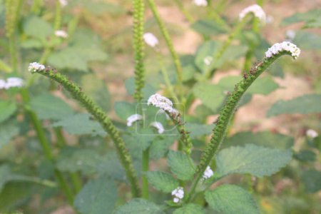 Heliotropium indicum, comúnmente conocido como heliotropo indio en la selva tiene flores blancas. Se cree que tiene propiedades antibacterianas, antiinflamatorias y analgésicas.