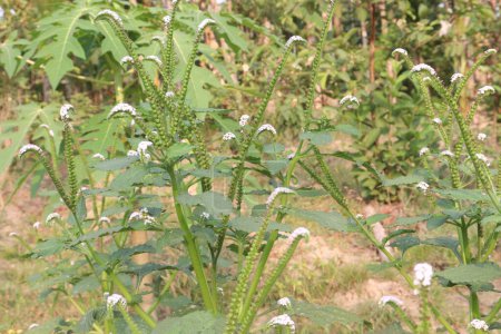 Heliotropium indicum, comúnmente conocido como heliotropo indio en la selva tiene flores blancas. Se cree que tiene propiedades antibacterianas, antiinflamatorias y analgésicas.