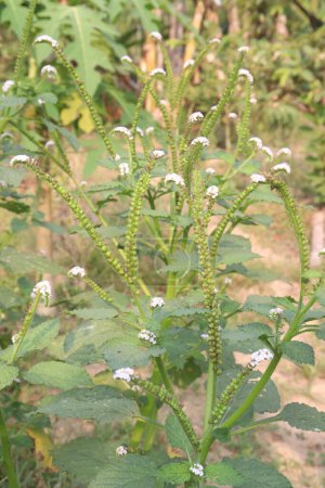 Heliotropium indicum, gemeinhin als indisches Heliotrop im Dschungel bekannt, hat weiße Blüten. Man nimmt an, dass es antibakterielle, entzündungshemmende und schmerzlindernde Eigenschaften hat.