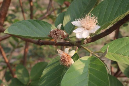 Fleur de goyave commune sur l'arbre dans la ferme à vendre sont des cultures de rente fibre.have alimentaire plus de goyaves peuvent aider les selles saines, prévenir la constipation.guava extrait de feuille peut bénéficier de la santé digestive