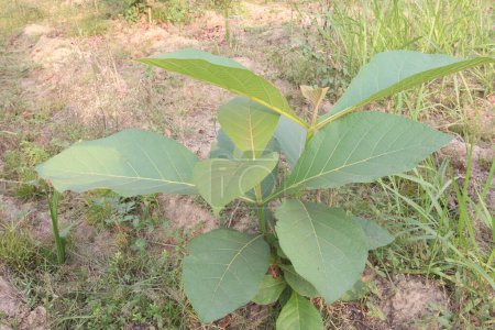 Tectona grandis plant on farm for sell are cash crops. used in the literature are laxative, sedative. treat of piles, dysentery, leukoderma, anti inflammatory, in bronchitis, urinary, liver, scabies