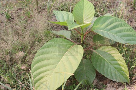 Burflower tree on farm for sell are cash crops. the tree can treat Diabetes,Cancer,Fungal infections,Musculoskeletal diseases,High cholesterol,Triglycerides,Parasitic infection, Digestive disturbances