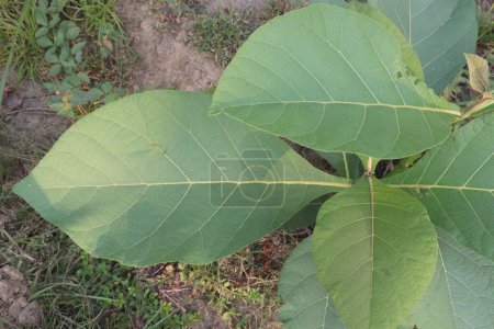 Tectona grandis plant on farm for sell are cash crops. used in the literature are laxative, sedative. treat of piles, dysentery, leukoderma, anti inflammatory, in bronchitis, urinary, liver, scabies