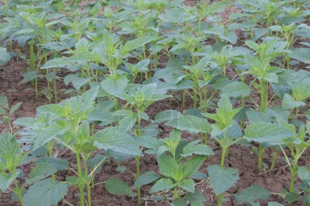 Sesame plant on farm for harvest are cash crops.They have antioxidant,cholesterol reduction,blood lipid regulation,liver,kidney protection,cardiovascular system protection,anti-inflammatory,anti-tumor