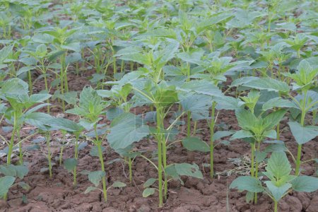 Sesame plant on farm for harvest are cash crops.They have antioxidant,cholesterol reduction,blood lipid regulation,liver,kidney protection,cardiovascular system protection,anti-inflammatory,anti-tumor