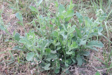 Atriplex argentea, commonly known as Silverscale Saltbush,Indigenous peoples of these regions recognized the therapeutic properties of Atriplex argentea and incorporated it into their healing practice