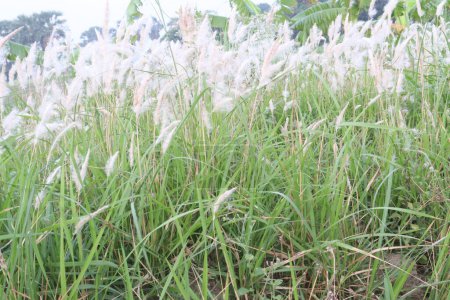 Herbe de Cogon plante sur la jungle. ont cinq avantages de l'herbe cogon, ingrédients allélopathiques pour la lutte contre les mauvaises herbes, ingrédients médicinaux pharmacologiques, ingrédients de maintien de la santé, aliments pour animaux et énergie