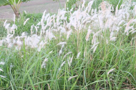Planta de hierba Cogon en la selva. tienen cinco beneficios de la hierba cogon, ingredientes alelopáticos para el control de malas hierbas, ingredientes medicinales farmacológicos, ingredientes de mantenimiento de la salud, alimentación animal y energía
