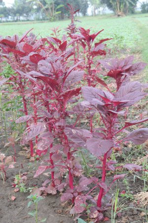 Photo for Red amaranth spinach plant on farm sell are cash crops.have nutrients, vitamin C, which is vital to the body's healing process because it helps process iron, form blood vessels, repair muscle tissue - Royalty Free Image