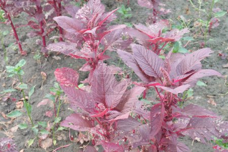 Red amaranth spinach plant on farm sell are cash crops.have nutrients, vitamin C, which is vital to the body's healing process because it helps process iron, form blood vessels, repair muscle tissue