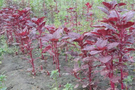 Photo for Red amaranth spinach plant on farm sell are cash crops.have nutrients, vitamin C, which is vital to the body's healing process because it helps process iron, form blood vessels, repair muscle tissue - Royalty Free Image
