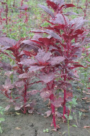 Red amaranth spinach plant on farm sell are cash crops.have nutrients, vitamin C, which is vital to the body's healing process because it helps process iron, form blood vessels, repair muscle tissue