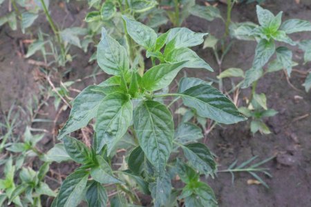 Peppers plant on farm for sell are cash crops. .have vitamin C, vitamin A, vitamin E, vitamins B, vitamin B5, potassium, magnesium, iron, calcium, phosphorus, many species, hundreds of varieties