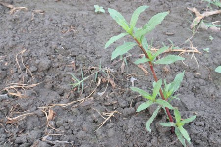 Alligator weed on field is a perennial plant that grows on land in damp soil, or in water. The stems are hollow when mature and can be single or branched. Stems can lie flat or upright