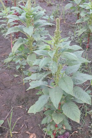 Amaranthus viridis on farm for sell are cash crops.treatment of fever, pain, asthma, diabetes, dysentery, urinary disorders, liver disorders, eye disorders, venereal diseases. have anti microbial