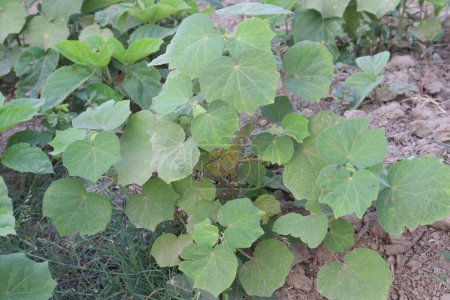 Abutilon theophrasti plant on jungle. jute-like fiber in the erect stem for making cords, nets, woven bags, rugs and other coarse textiles. treat fever, dysentery, stomachaches and other problems.