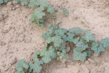 luffa gourd plant on farm for sell are cash crops. which is then used as medicine. Luffa is taken by mouth for treating and preventing colds. It is also used for nasal swelling and sinus problems
