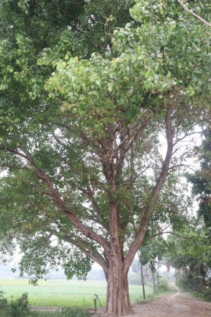 Photo for The banyan tree on road of village has been used for many medicinal purposes. Its bark, leaves both treat analgesic, anti-inflammatory properties, burning sensation, ulcers, and painful skin diseases - Royalty Free Image