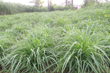Reed canary grass on farm for animal food are cash crops. can mitigate greenhouse gas emissions and reduce nitrate leaching, acting as a buffer crop