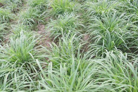 Caña de pasto canario en la granja para la alimentación animal son cultivos comerciales. puede mitigar las emisiones de gases de efecto invernadero y reducir la lixiviación de nitratos, actuando como cultivo tampón