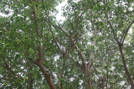 Der Banyan-Baum an der Dorfstraße wurde für viele medizinische Zwecke verwendet. Seine Rinde, Blätter behandeln sowohl schmerzlindernde, entzündungshemmende Eigenschaften, Brennen, Geschwüre und schmerzhafte Hauterkrankungen.