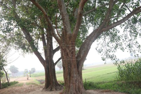 Photo for The banyan tree on road of village has been used for many medicinal purposes. Its bark, leaves both treat analgesic, anti-inflammatory properties, burning sensation, ulcers, and painful skin diseases - Royalty Free Image