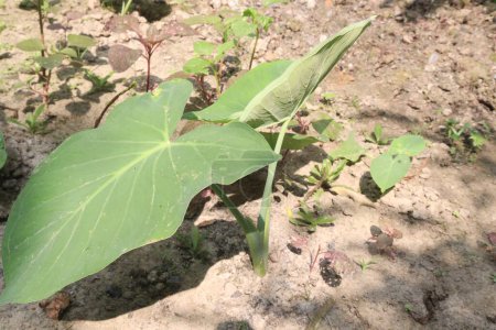 taro or arbi leaves plant on farm for sell are cash crops and balanced diet. have iron, vitamin C. treat skin health, reproductive health, and cardiovascular well-being,