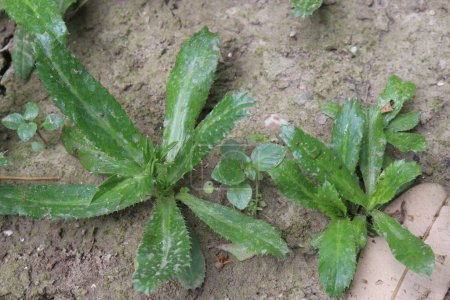 Culantro leaf plant on farm for sell are cash crops. have vitamin A, vitamin C, calcium, phosphorus, iron, riboflavin, thiamin, fiber, reducing inflammation. protecting to bones and teeth
