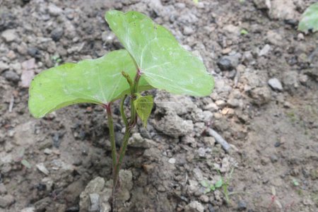 Dioscorea bulbifera Pflanze auf dem Bauernhof für die Ernte sind Cash-Pflanzen. Behandlung von Diabetes und Fettleibigkeit, Halsschmerzen, Kropf, Magenkrebs und Mastdarmkrebs