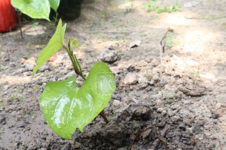Les plantes de Dioscorea bulbifera cultivées à la ferme pour la récolte sont des cultures commerciales. traiter le diabète et l'obésité, le mal de gorge, le goitre, le cancer gastrique et le carcinome du rectum
